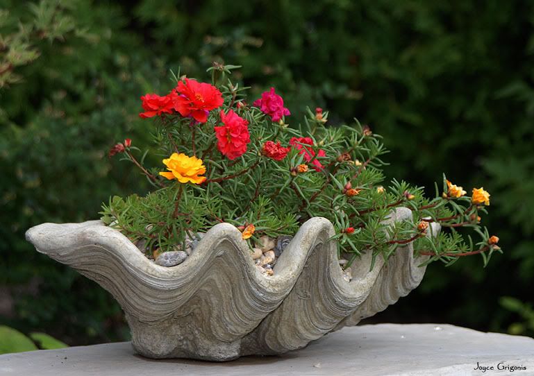 Southseas Clamshell Planter